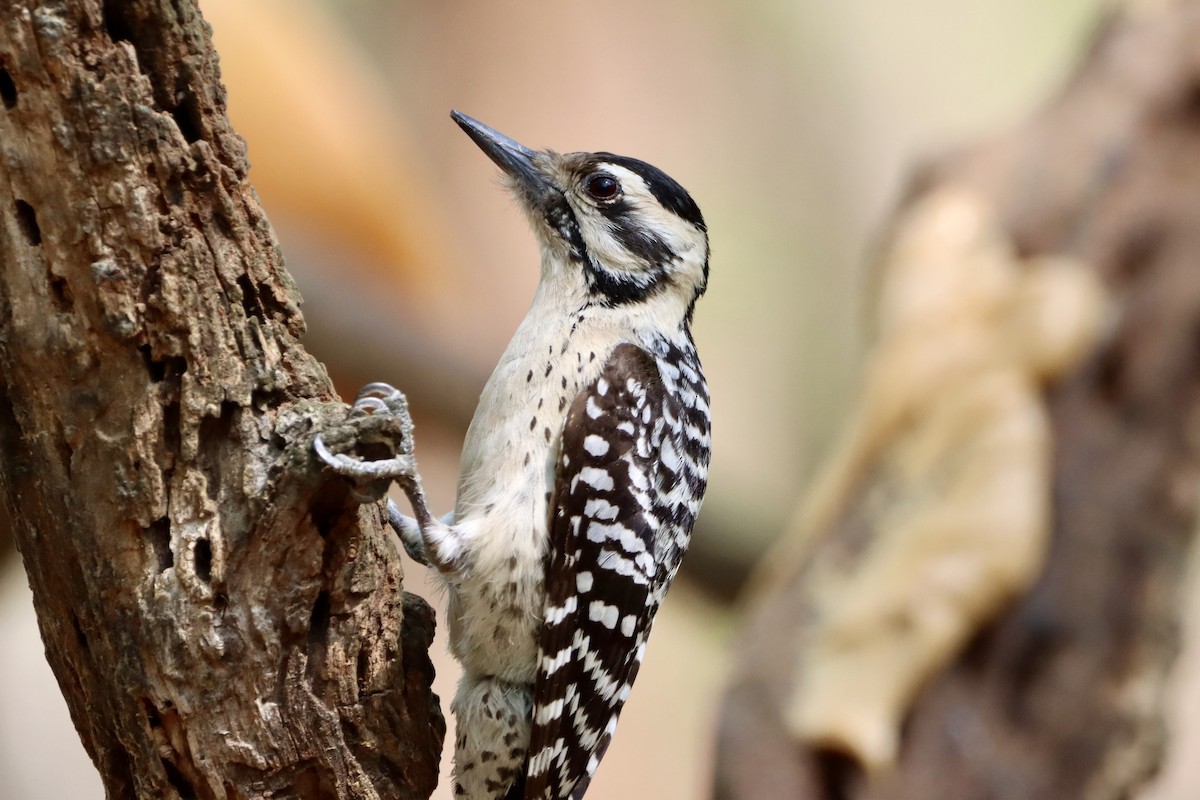 Ladder-backed Woodpecker - ML652679918