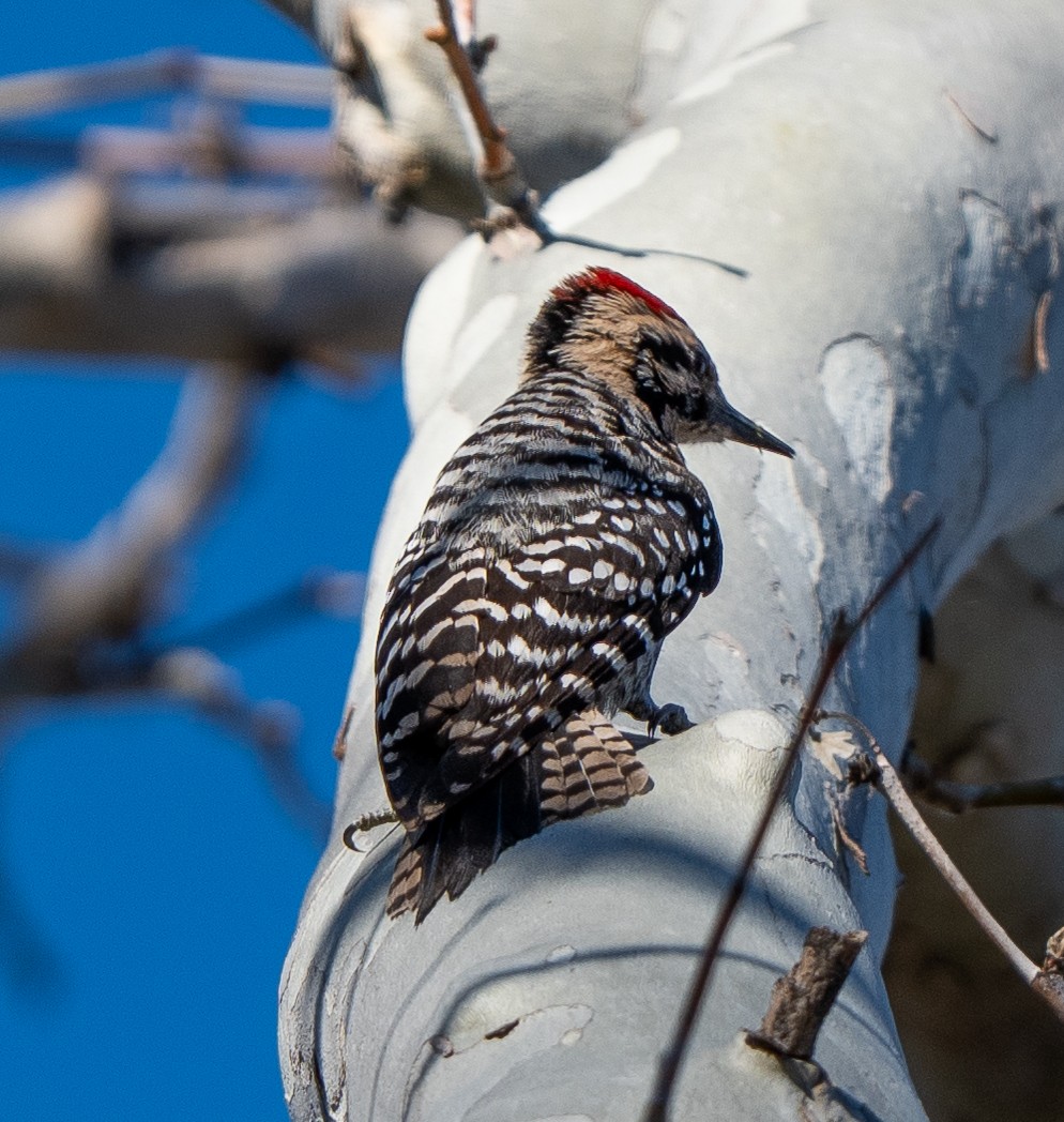Ladder-backed Woodpecker - ML652679948