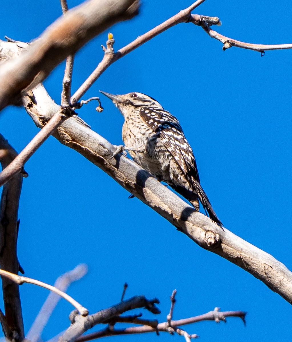 Ladder-backed Woodpecker - ML652679949