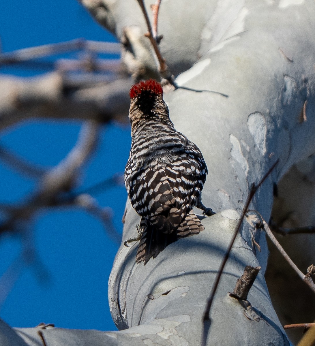 Ladder-backed Woodpecker - ML652679950