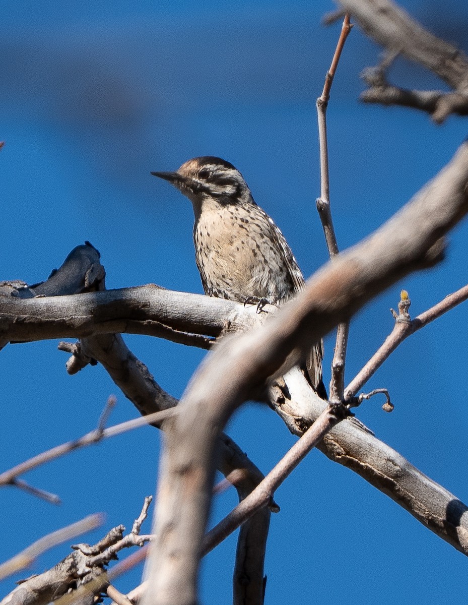 Ladder-backed Woodpecker - ML652679951