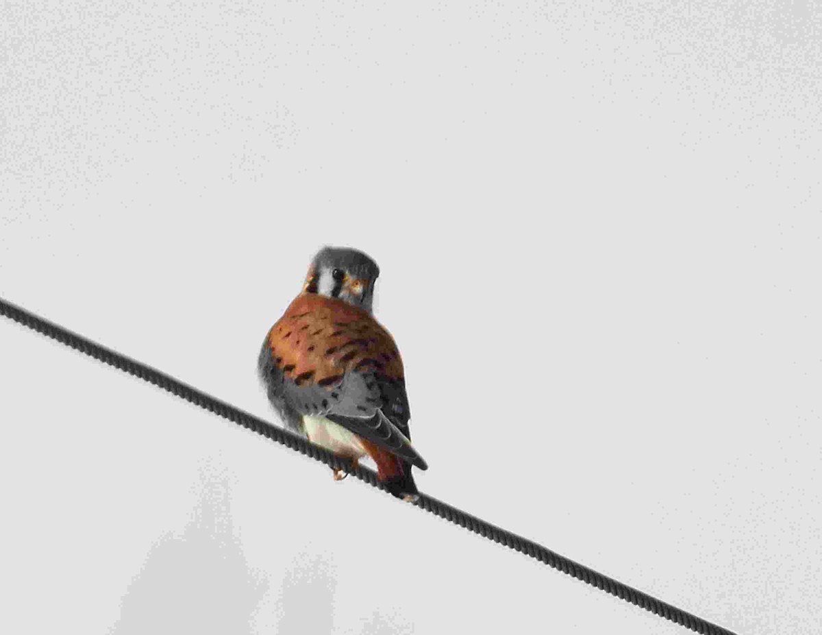 בז אמריקני - ML652679957