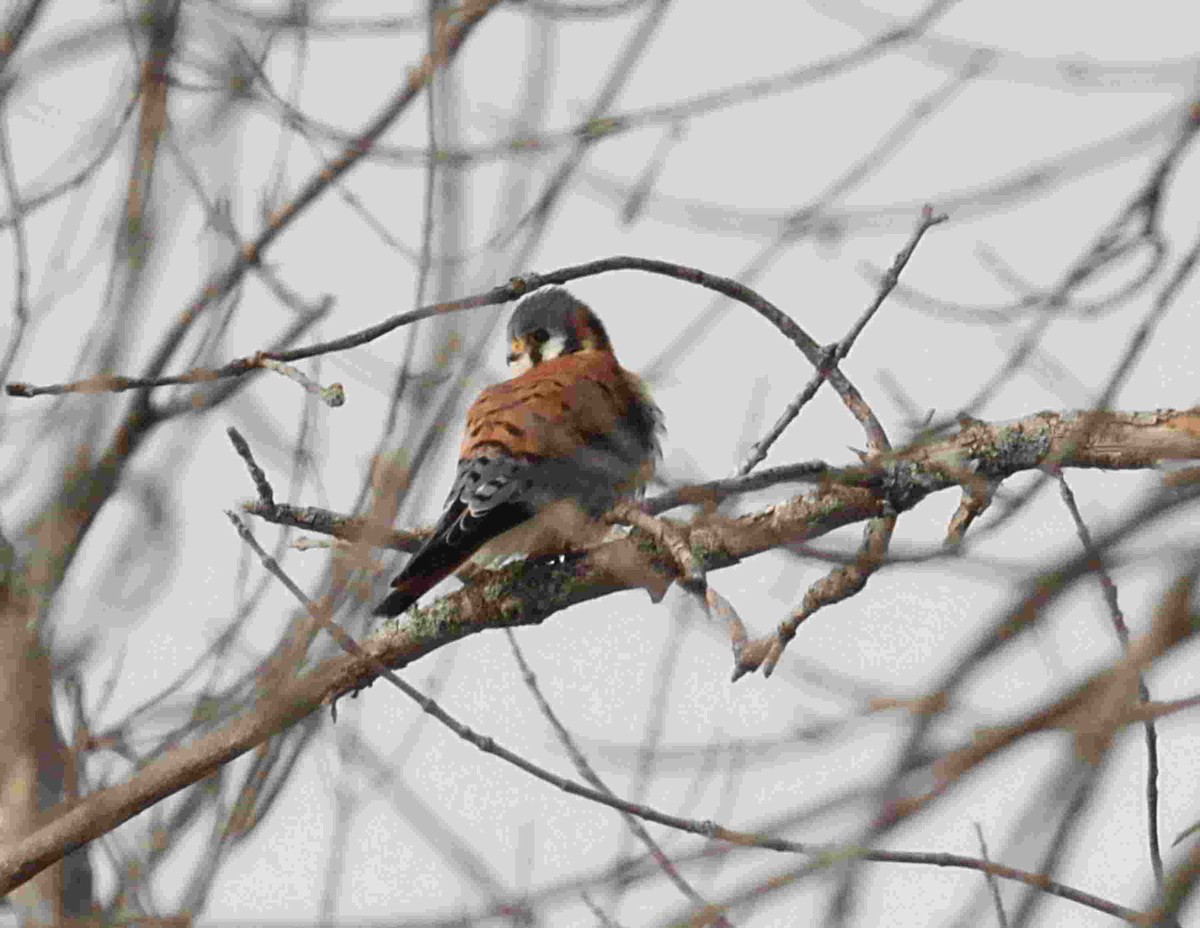 בז אמריקני - ML652679958