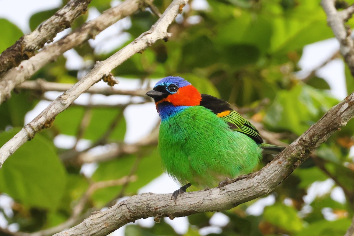 rødnakketanagar - ML652679976