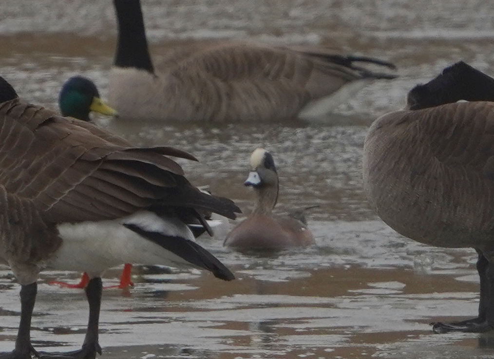 ברווז אמריקני - ML652680017