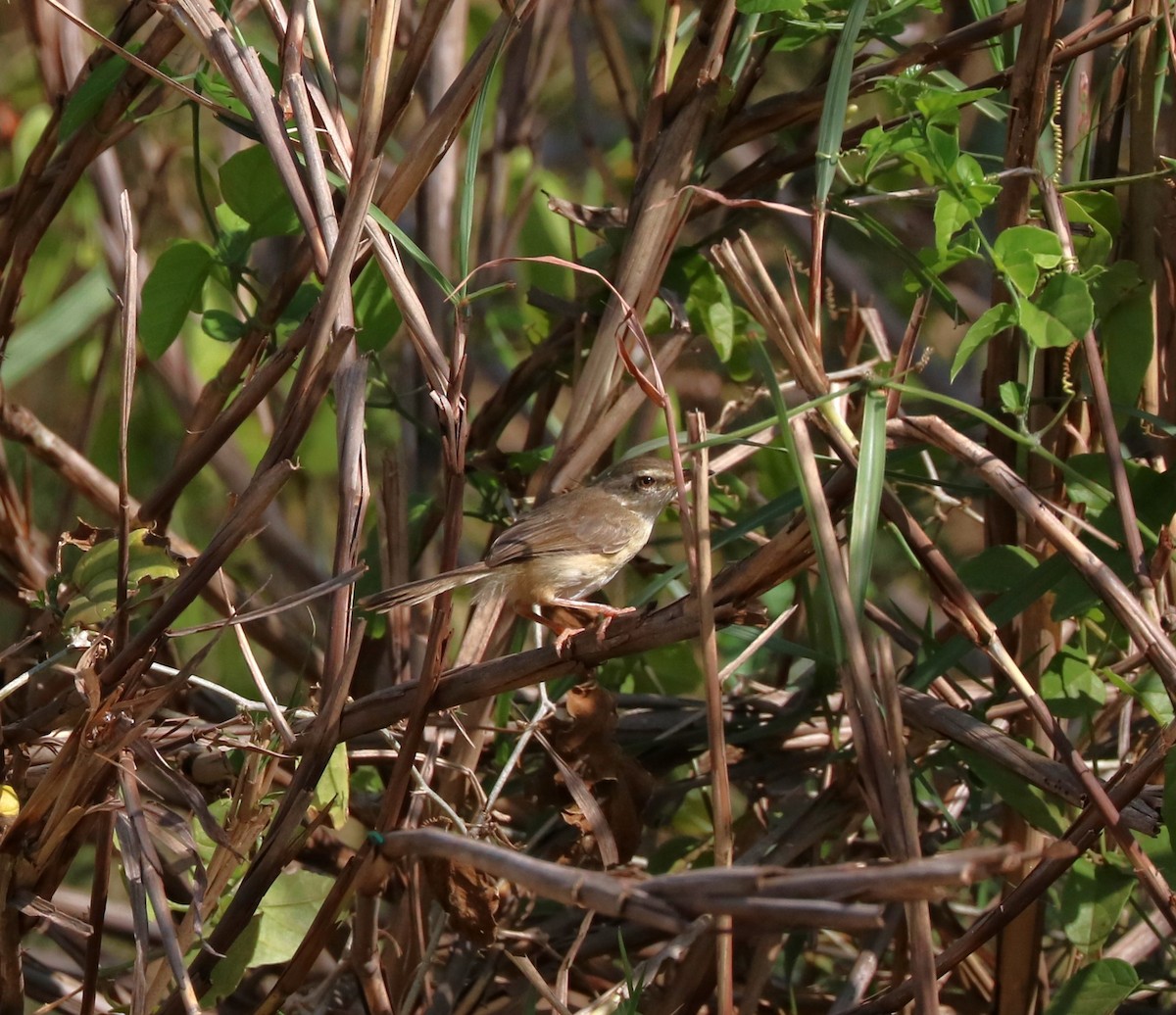 Tawny-flanked Prinia - ML652680028