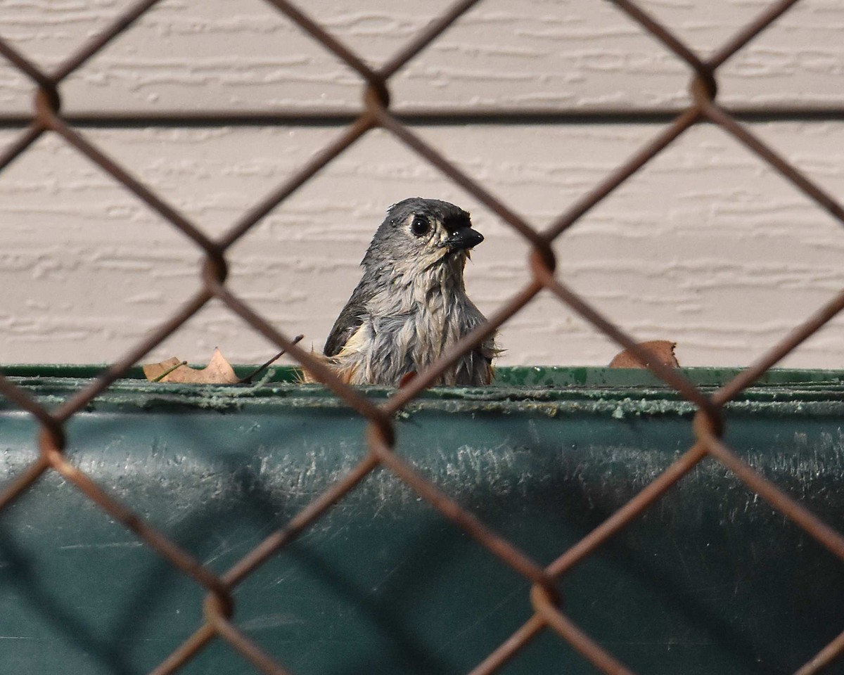 Tufted Titmouse - ML652680121