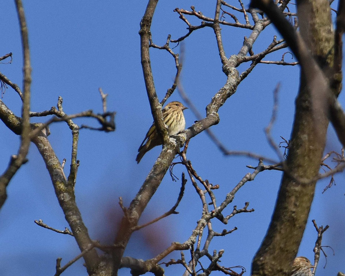 Jilguero de Los Pinos - ML652680133