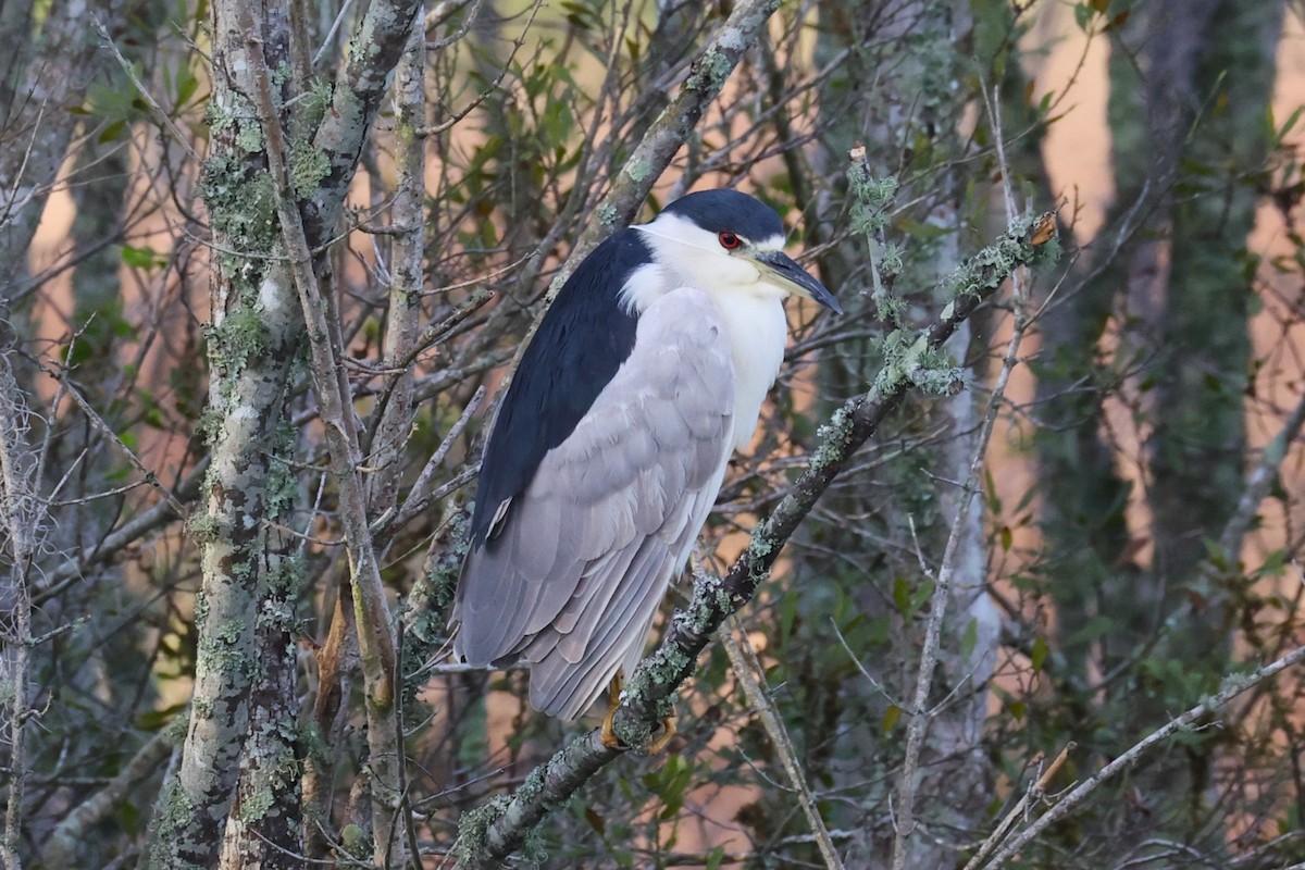 Ногоовор зашин - ML652680139