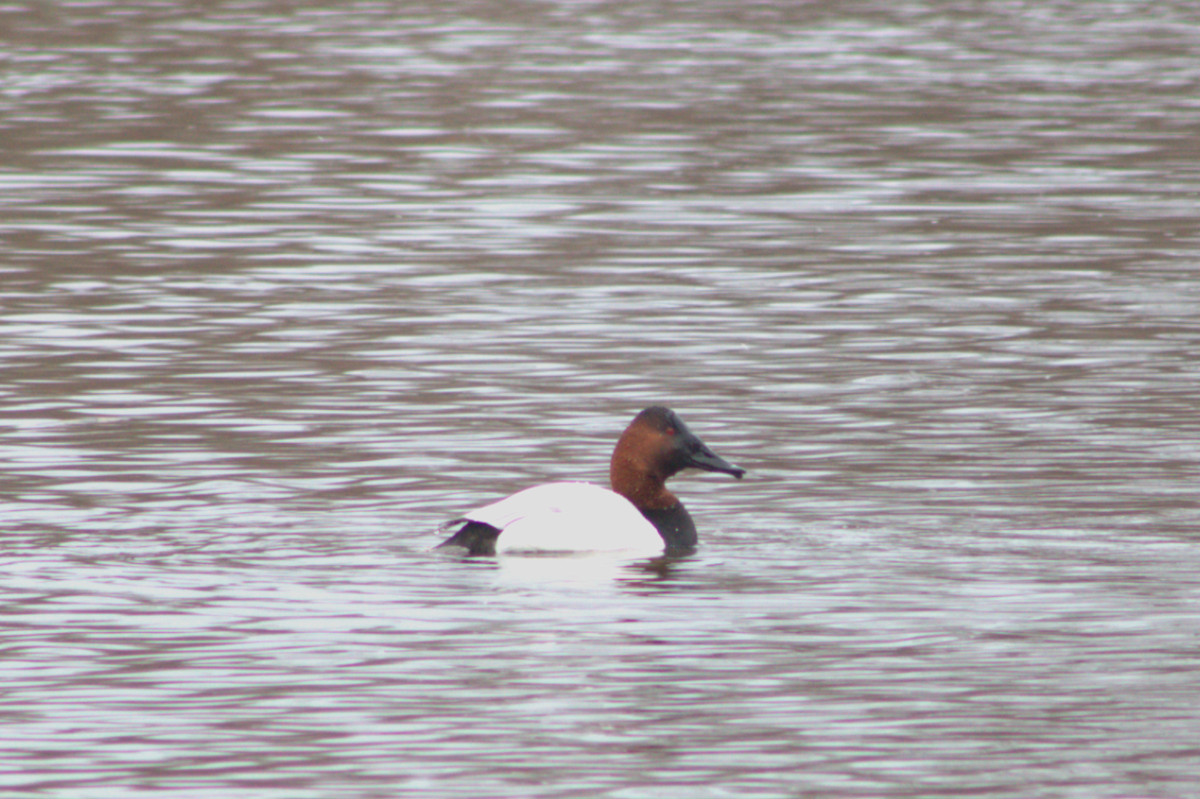 צולל ארוך-צוואר - ML652680224