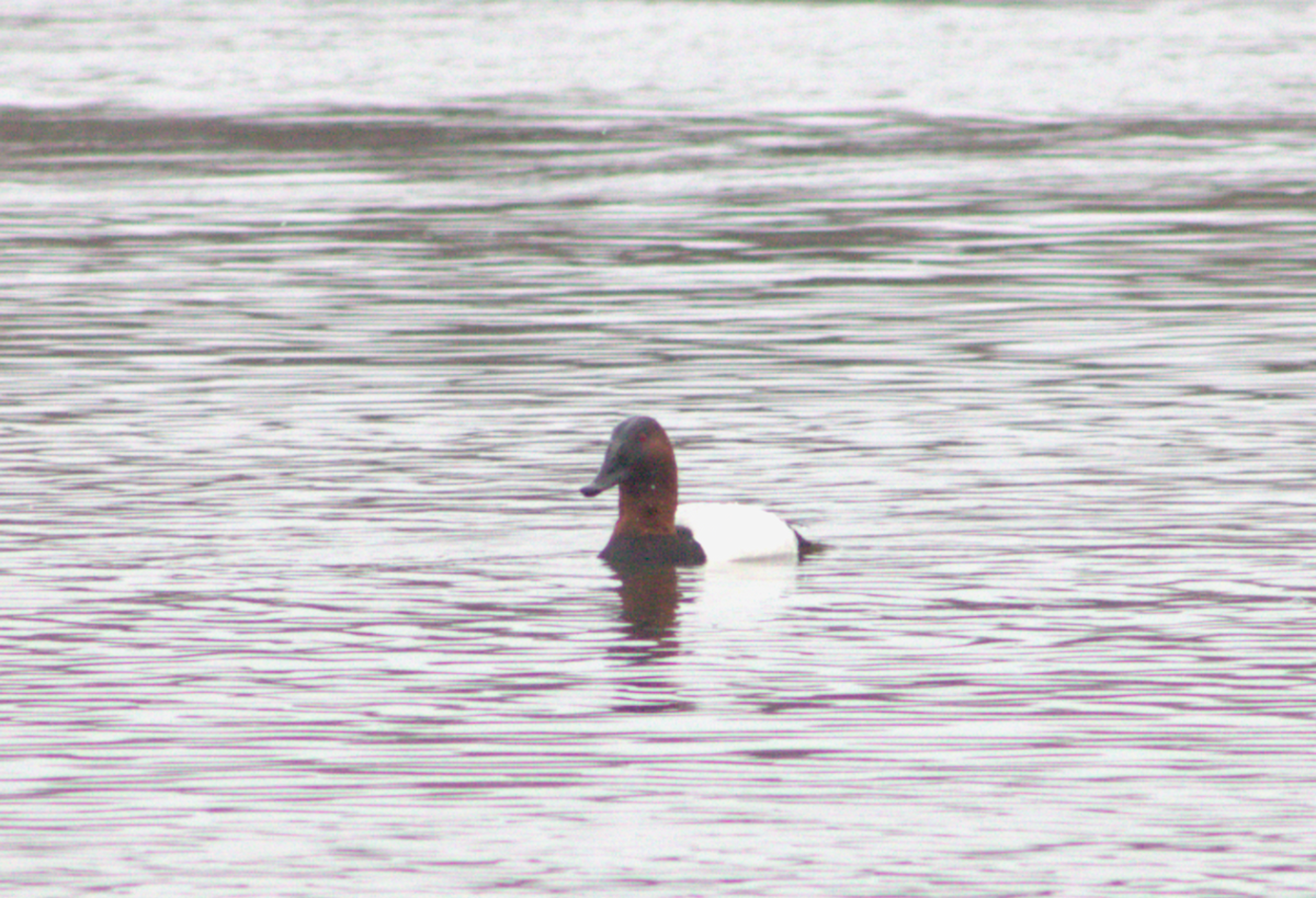 צולל ארוך-צוואר - ML652680225