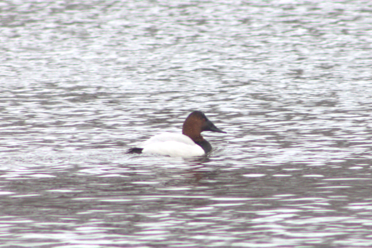צולל ארוך-צוואר - ML652680226