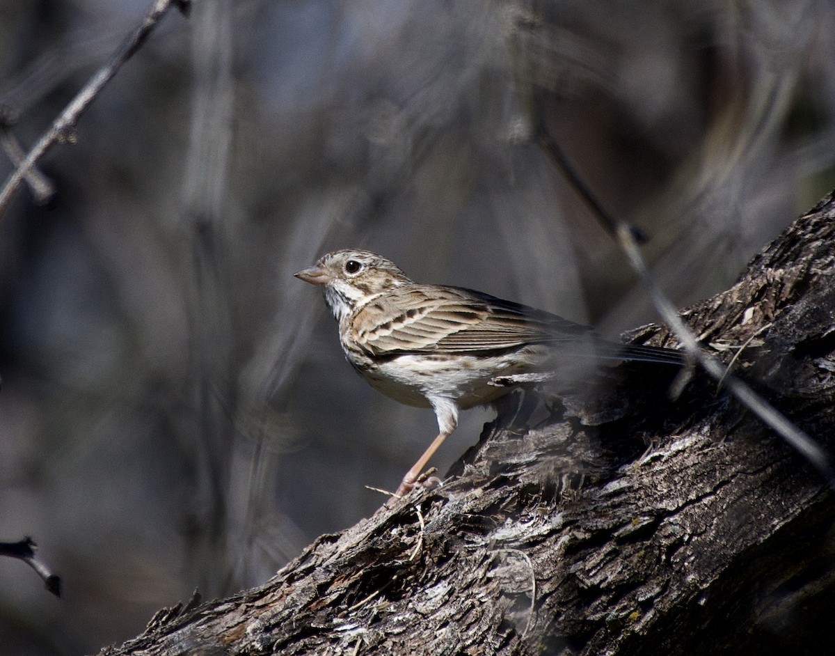 Vesper Sparrow - ML652680252