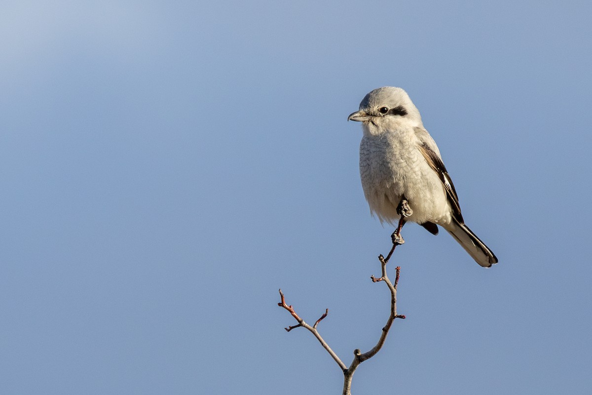 חנקן צפוני - ML652680323