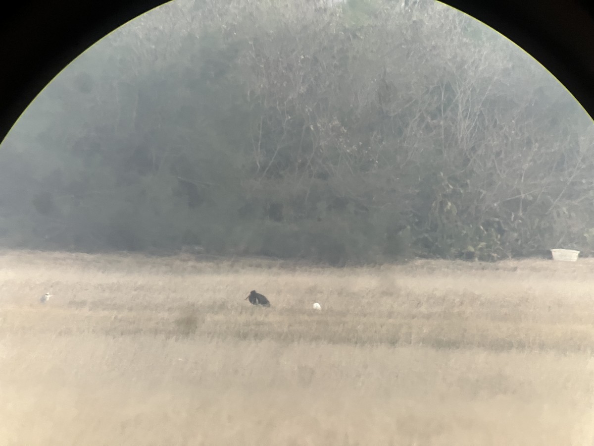 svartstork - ML652680335