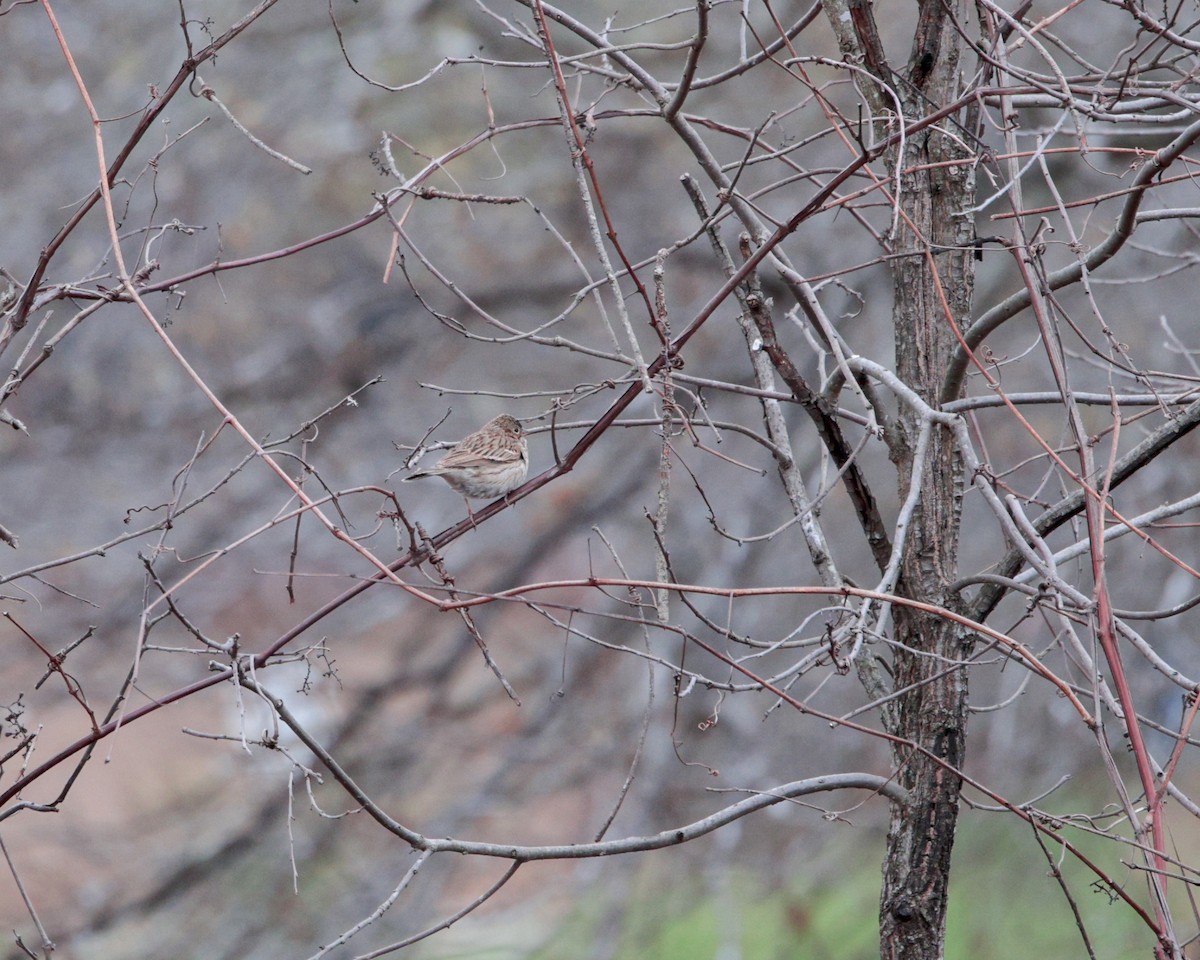 Vesper Sparrow - ML652680355