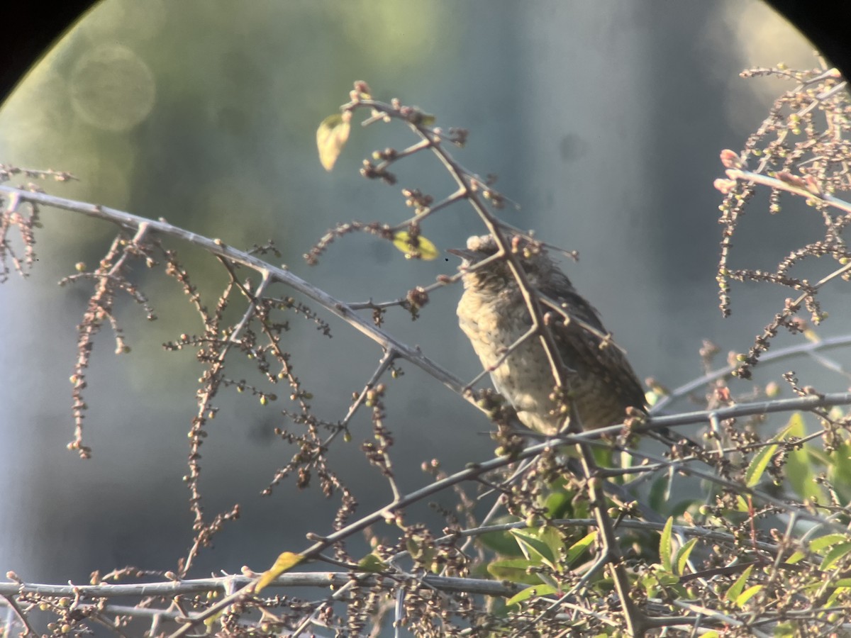 vendehals - ML652680374