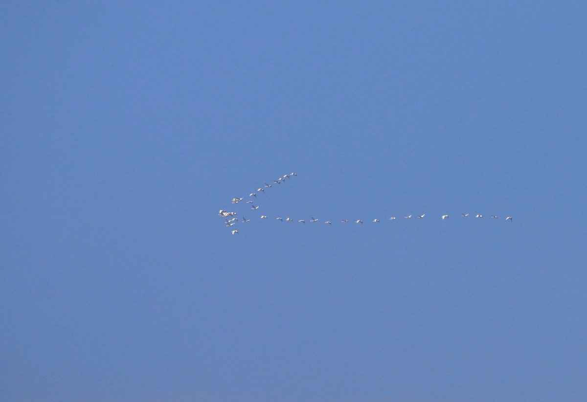 ברבור קטן (שורק) - ML652680465