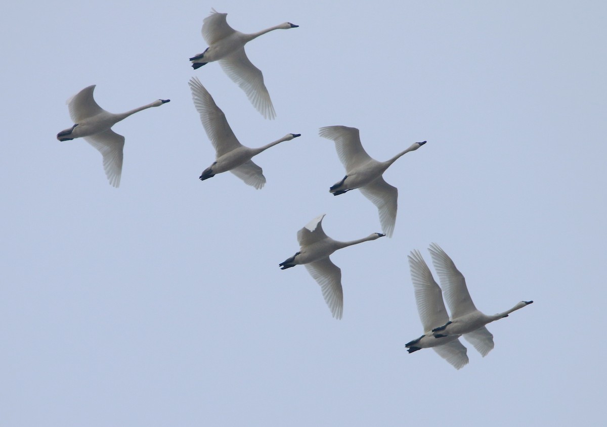 ברבור קטן (שורק) - ML652680500