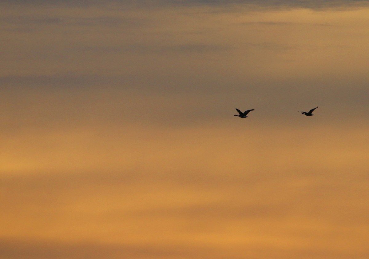 ברנטה קנדית - ML652680508