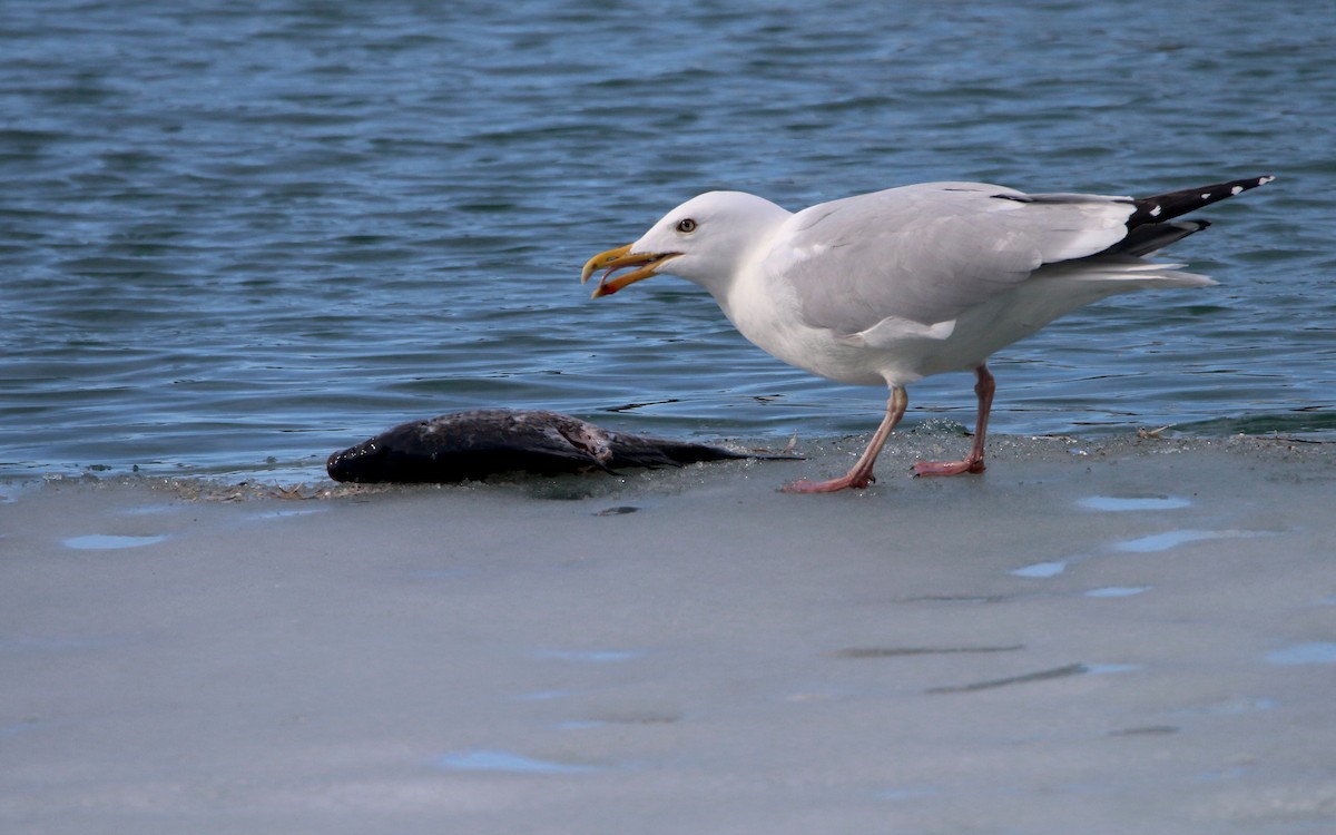 שחף מערבי - ML652680523