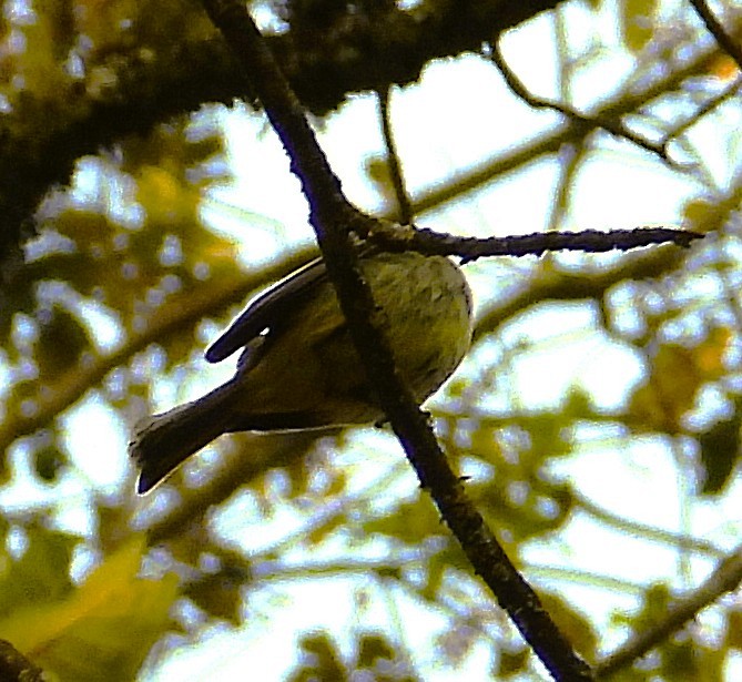 Jilguero de Los Pinos - ML652680606