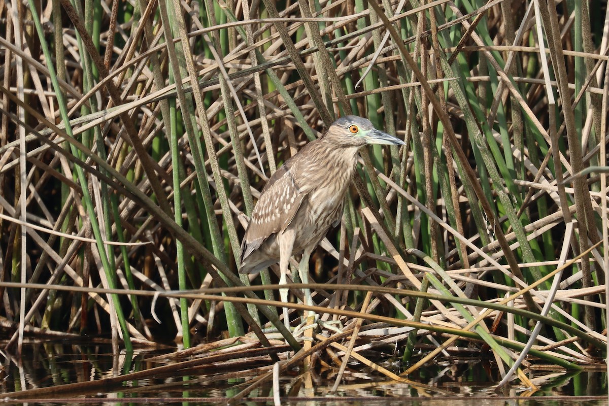 Ногоовор зашин - ML652681263