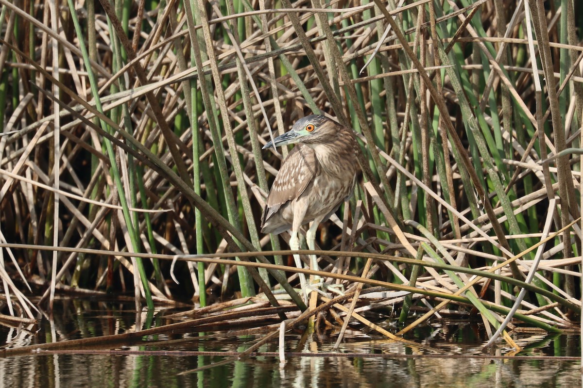 Ногоовор зашин - ML652681264