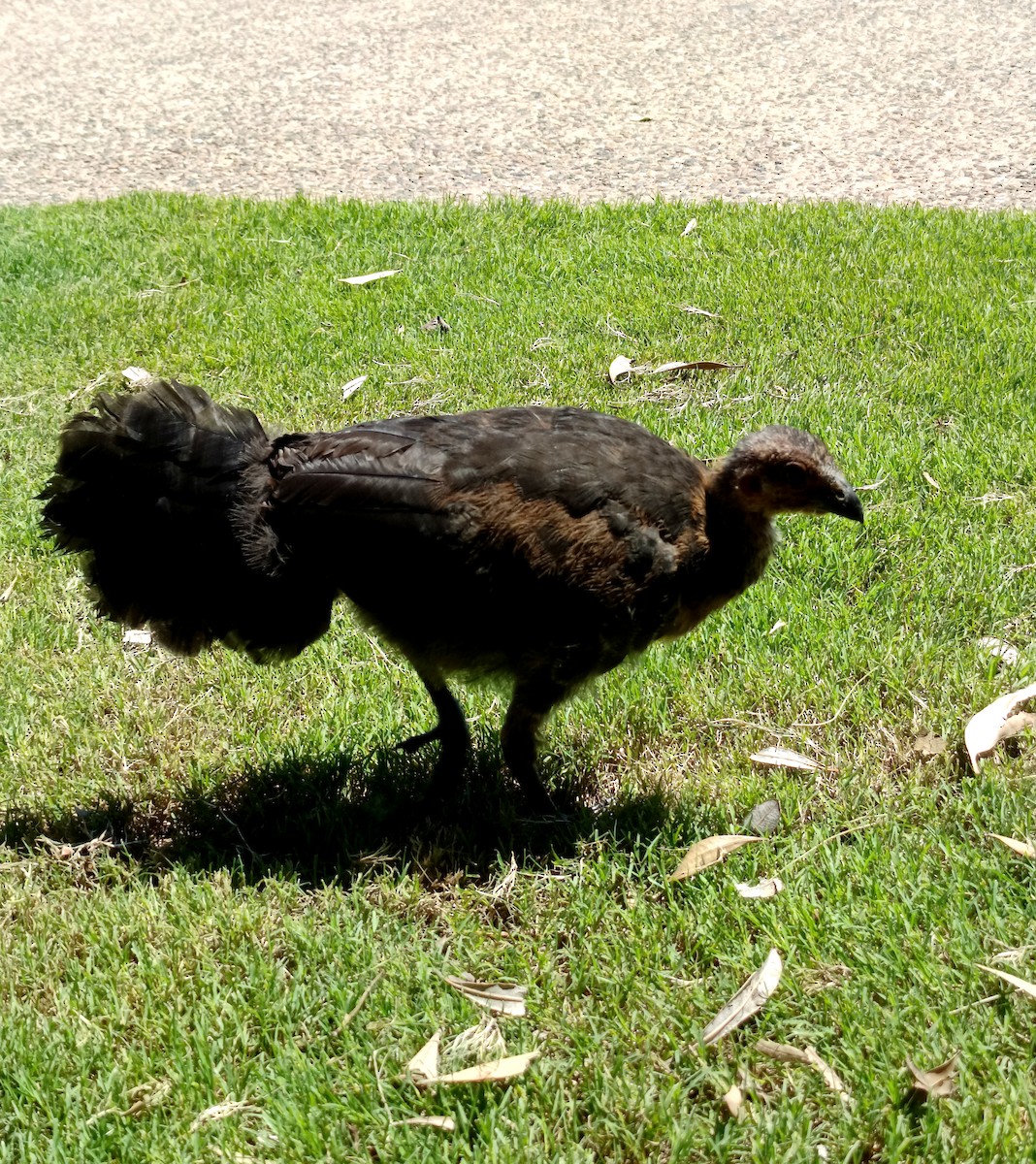 Australbuschhuhn (lathami) - ML652681281