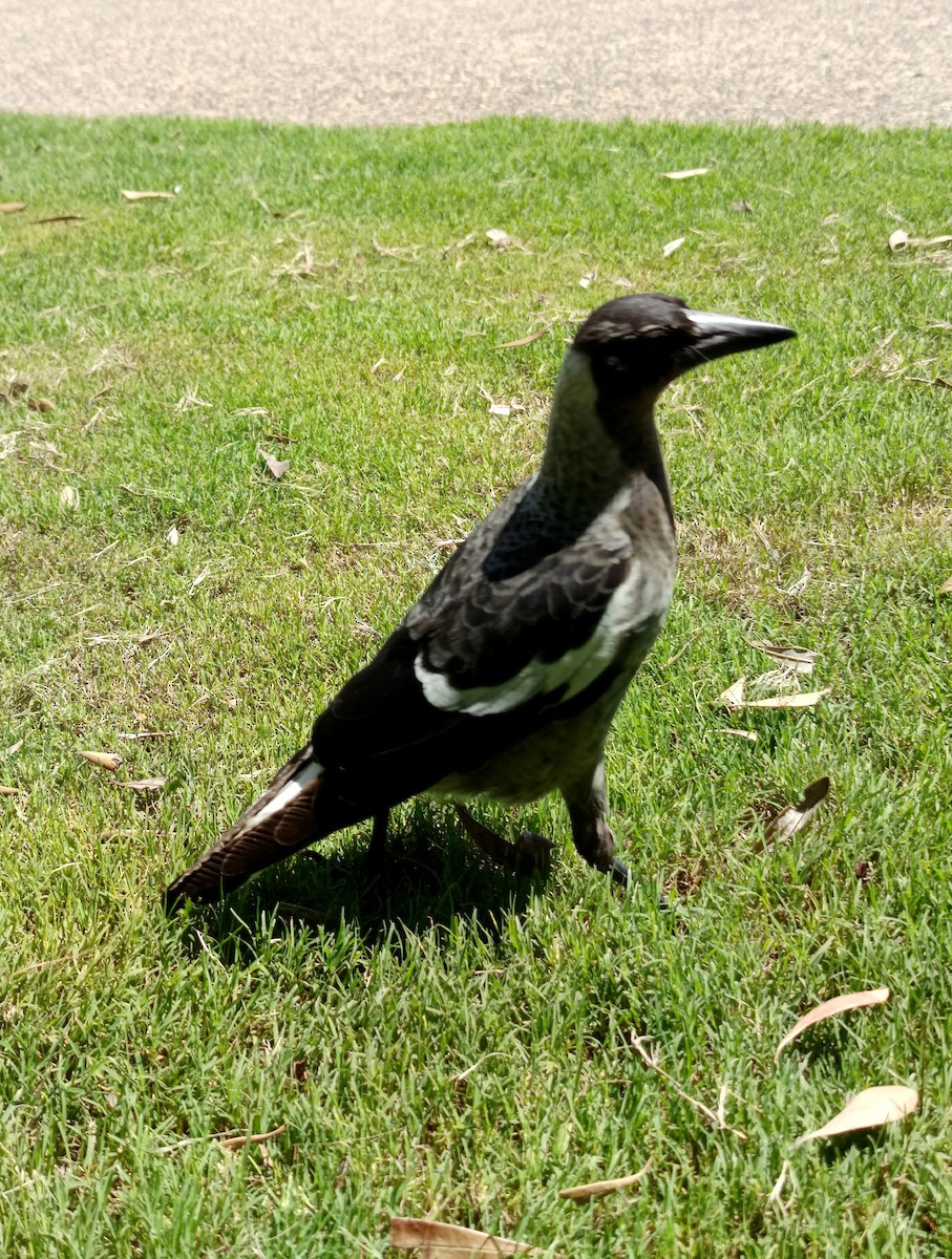 Flötenkrähenstar [tibicen-Gruppe] - ML652681295