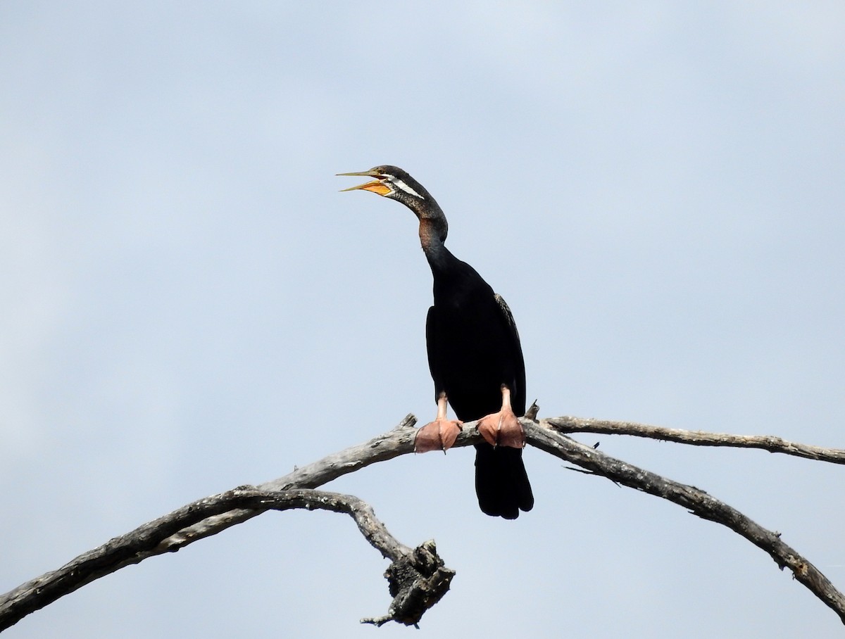 Austral-Schlangenhalsvogel - ML652681481