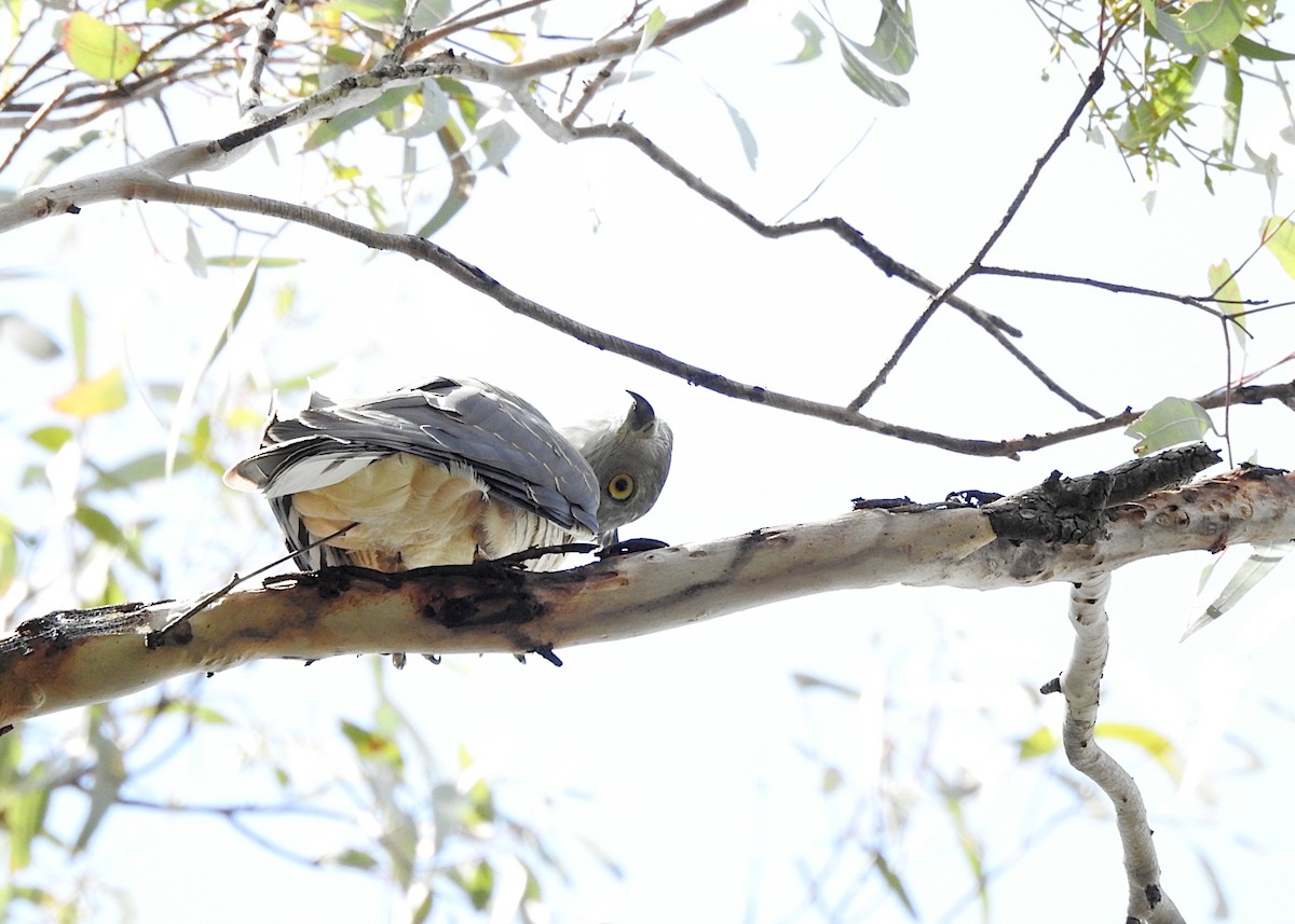 Papuaweih - ML652681498