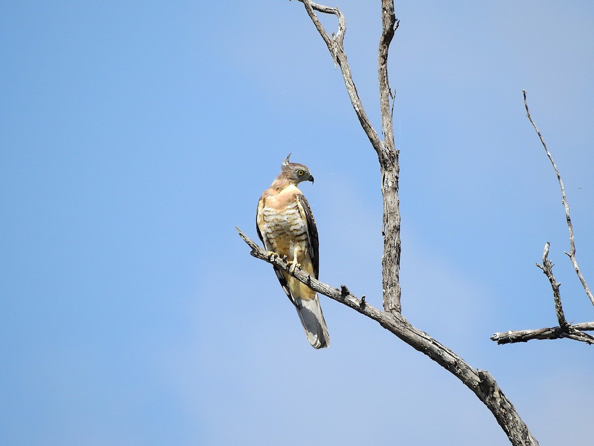 Papuaweih - ML652681499