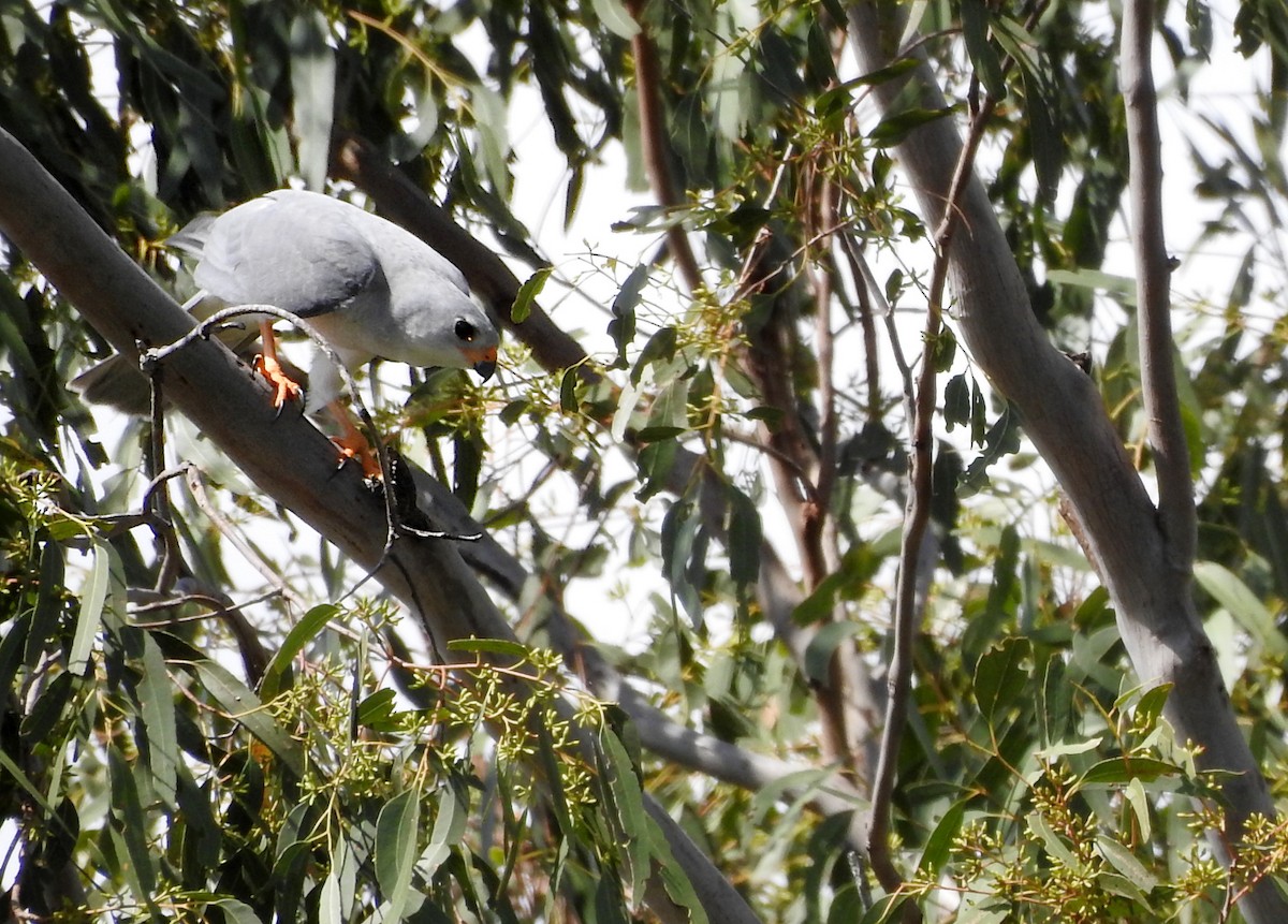 Grauhabicht - ML652681521