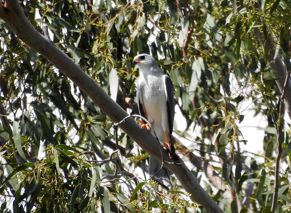 Grauhabicht - ML652681522