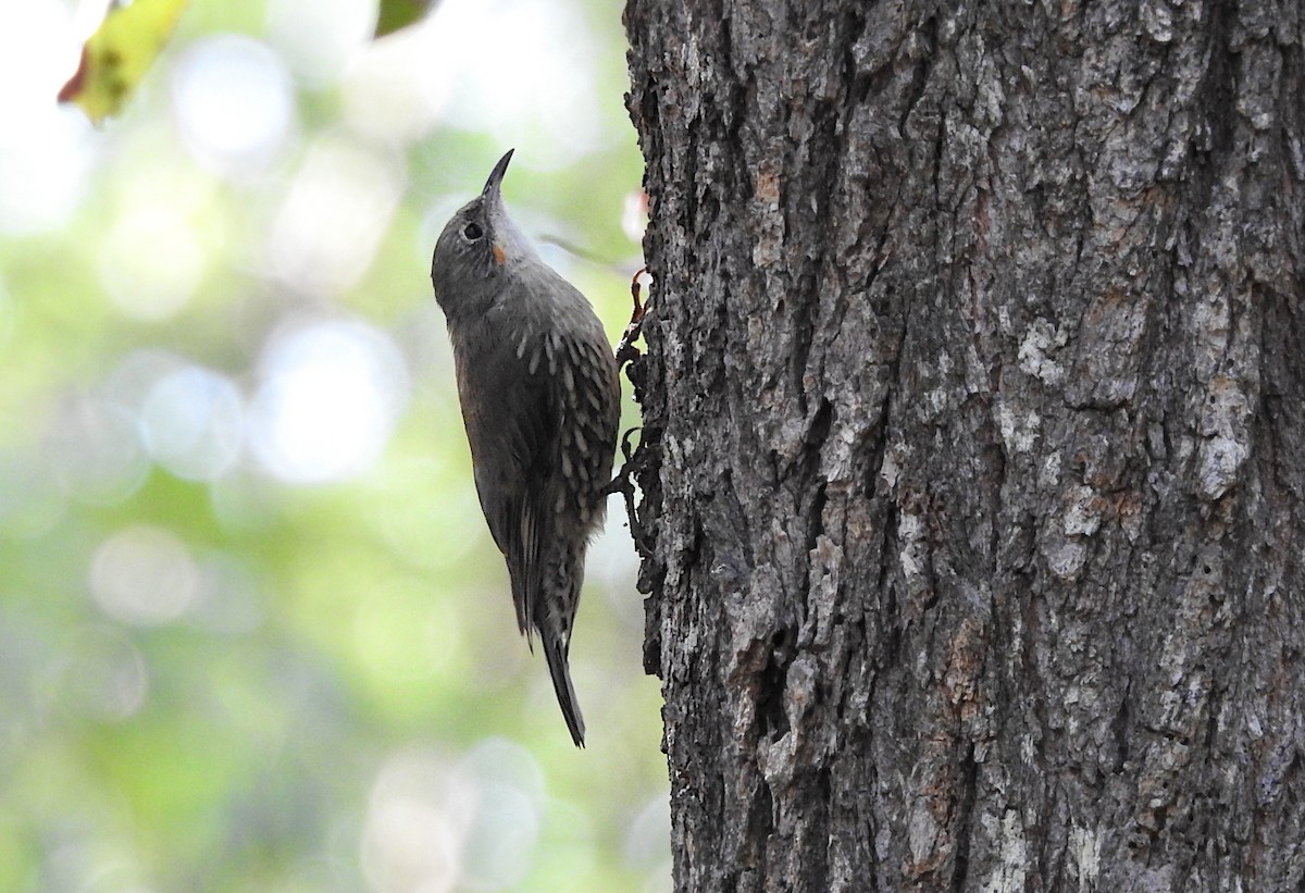 Weißkehl-Baumrutscher - ML652681524