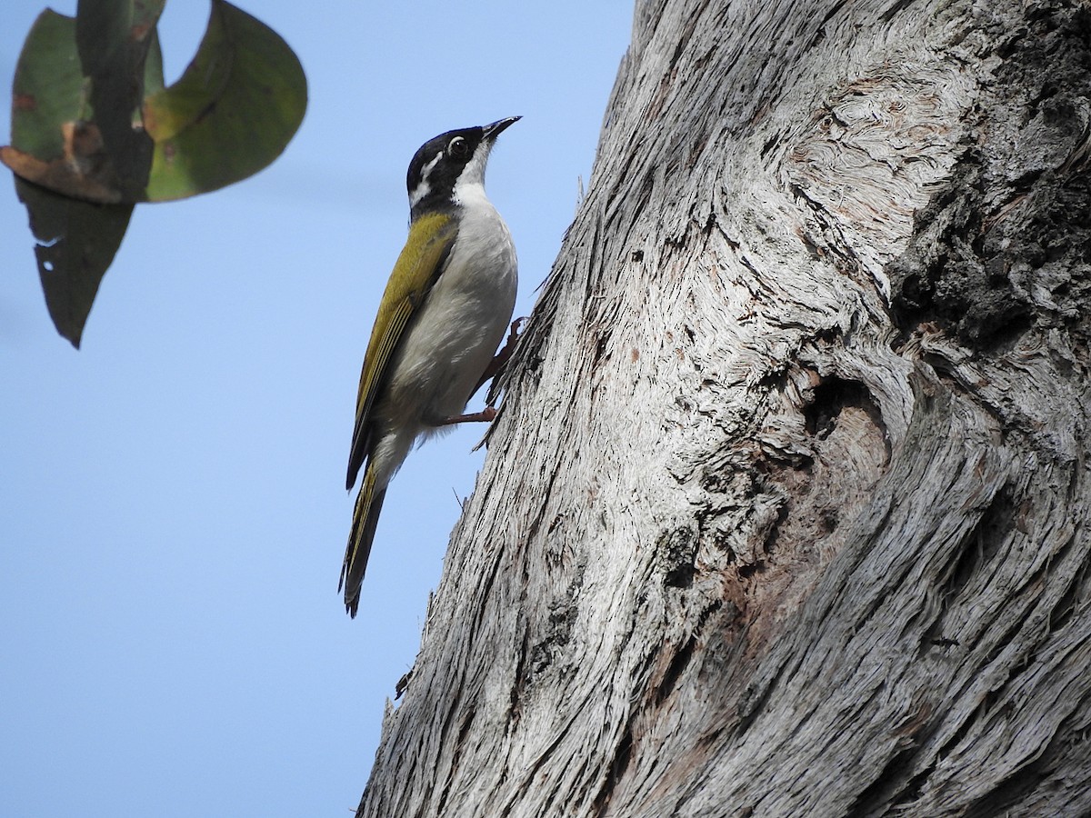 Weißkehl-Honigfresser - ML652681530