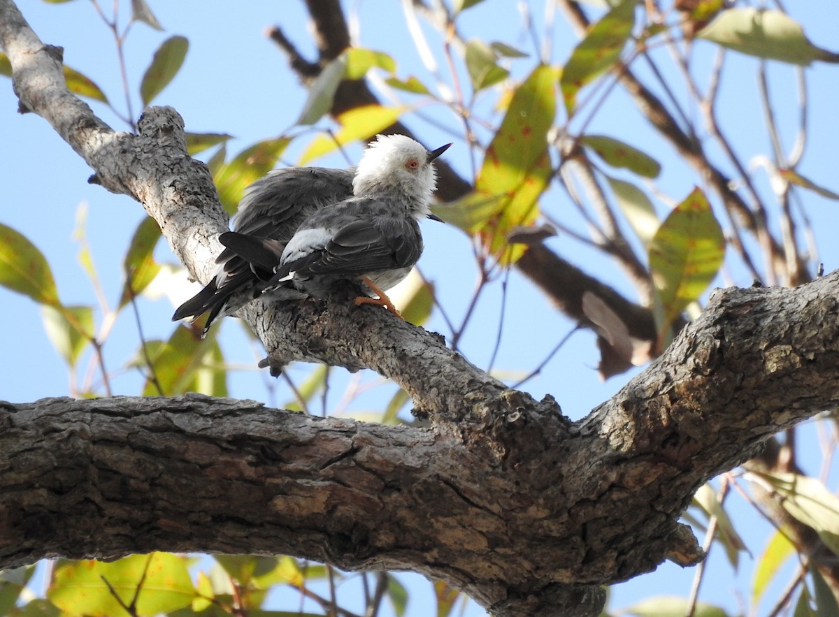 Spiegelkleiber - ML652681540