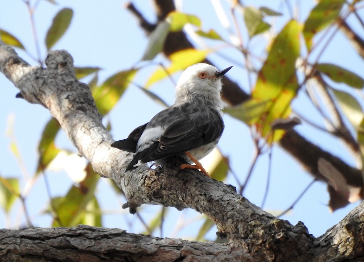 Spiegelkleiber - ML652681541