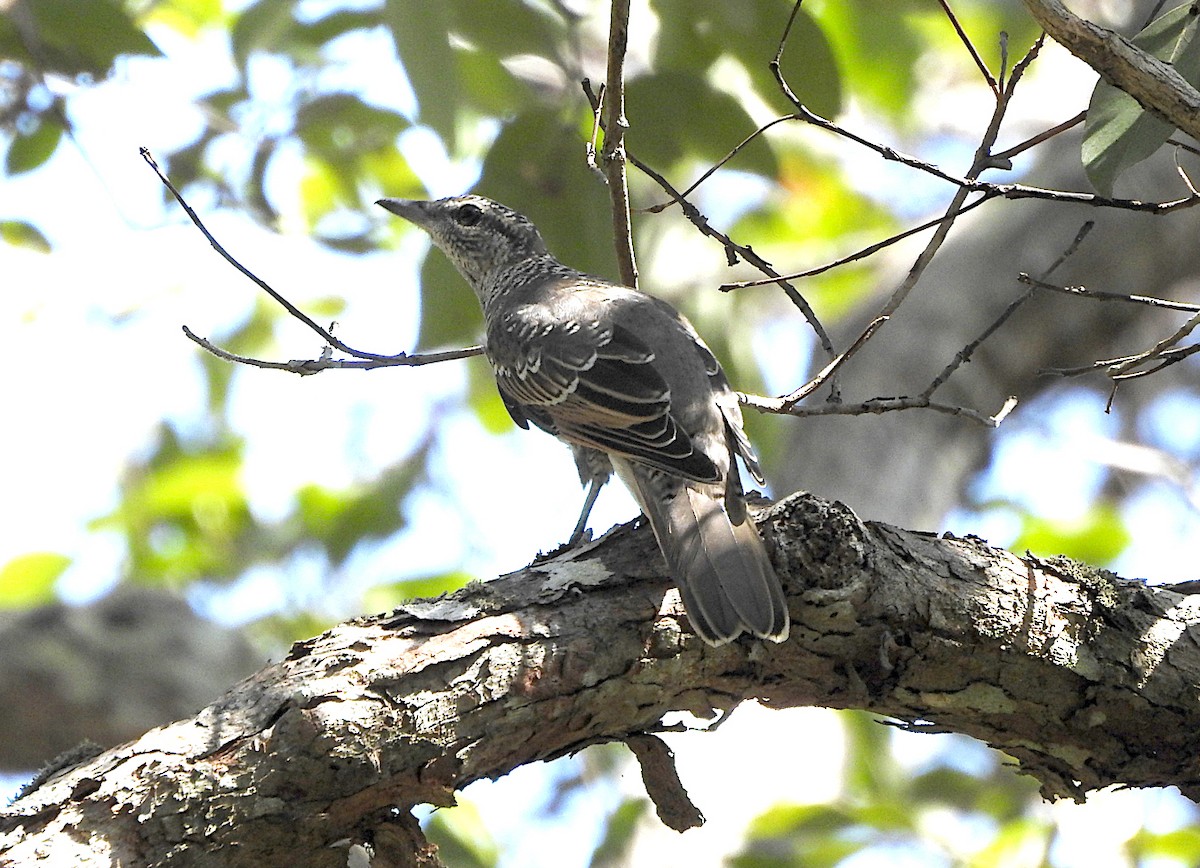 Sahul Cicadabird - ML652681550