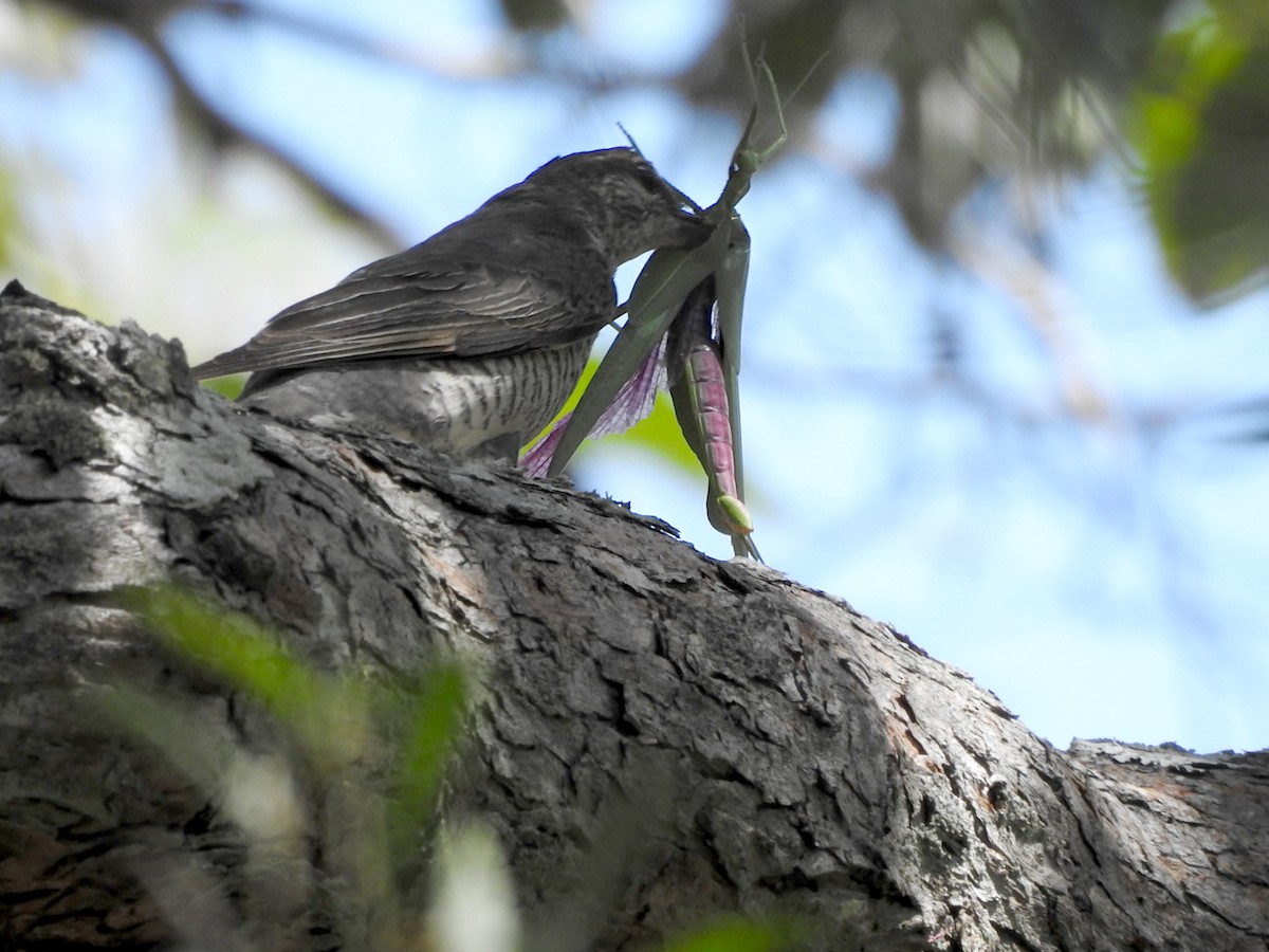Sahul Cicadabird - ML652681551