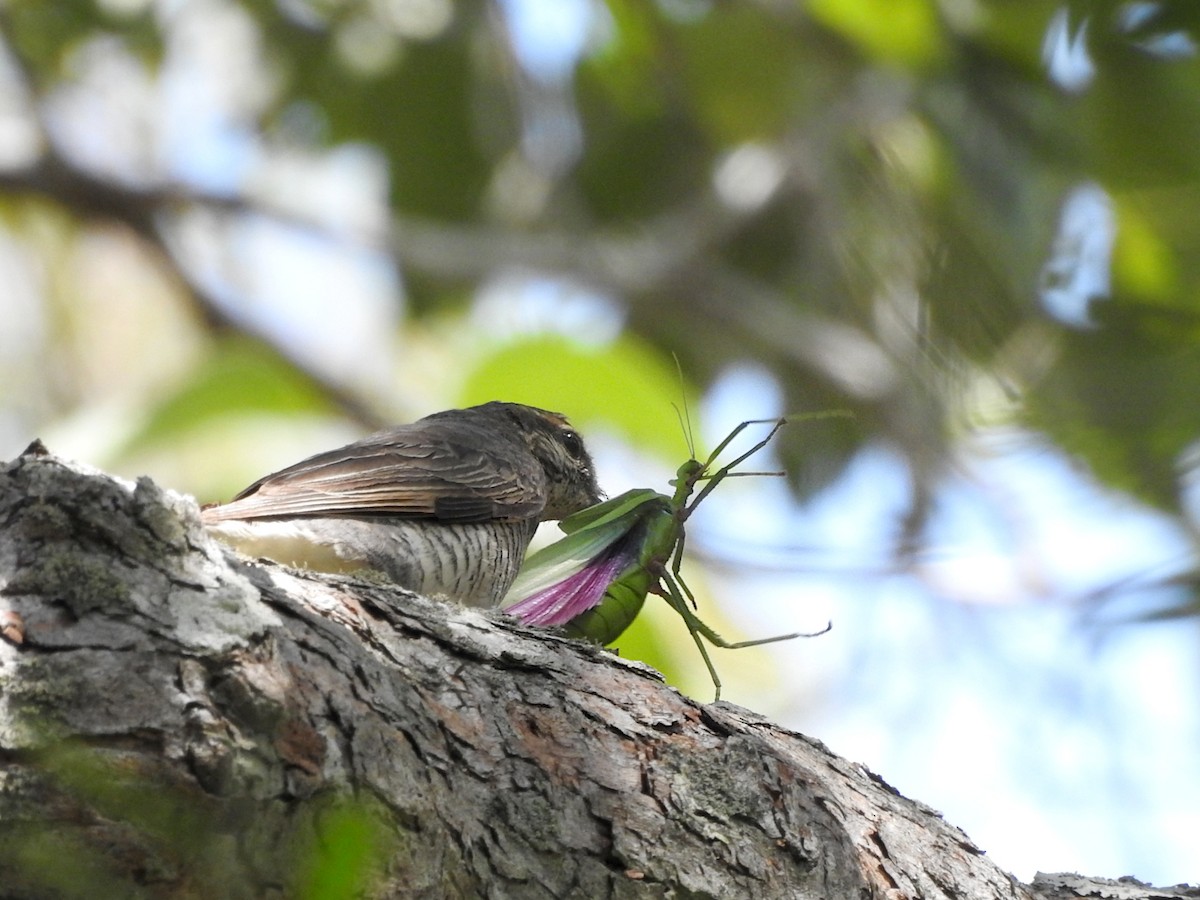 Sahul Cicadabird - ML652681552