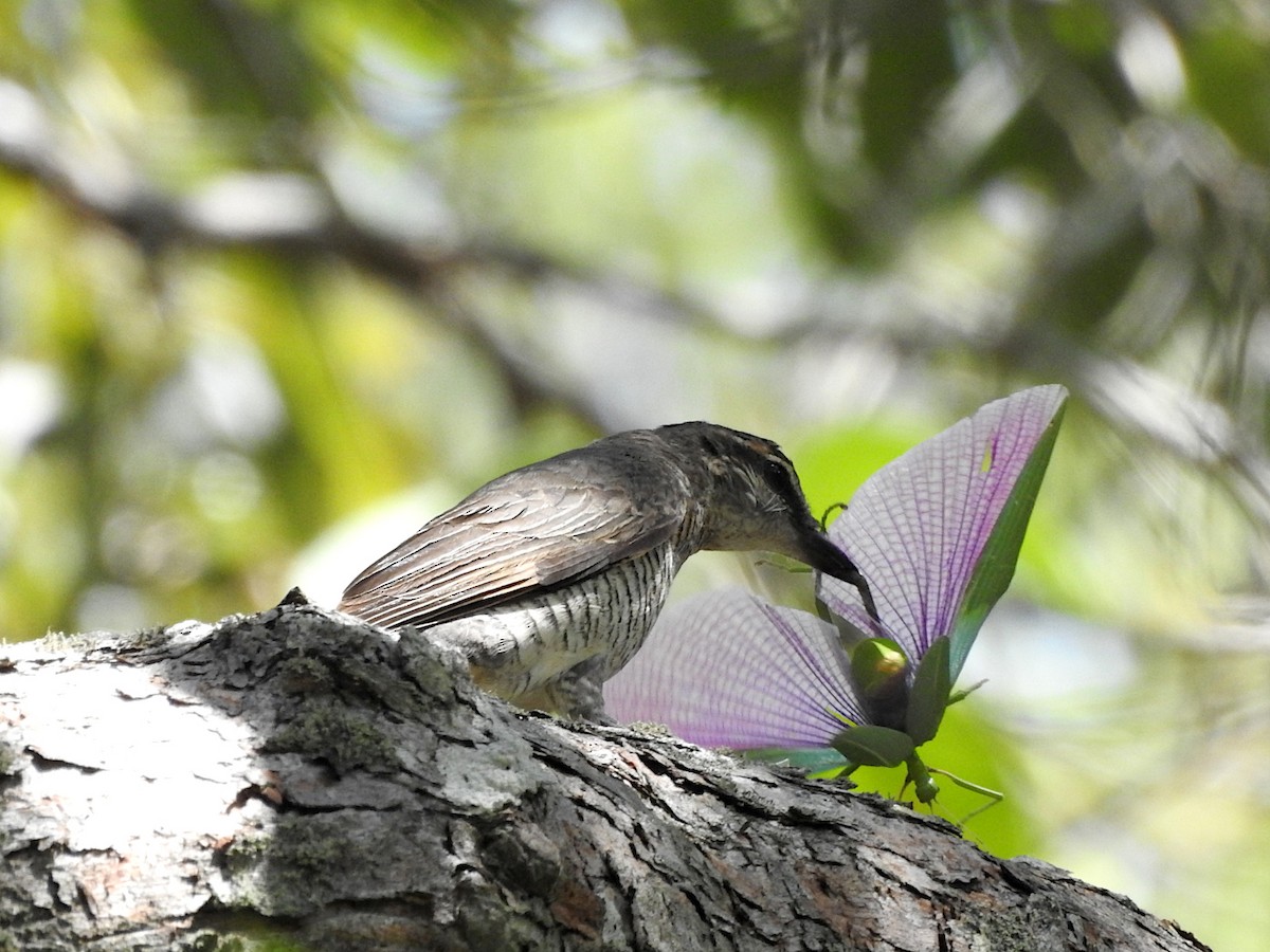 Sahul Cicadabird - ML652681553