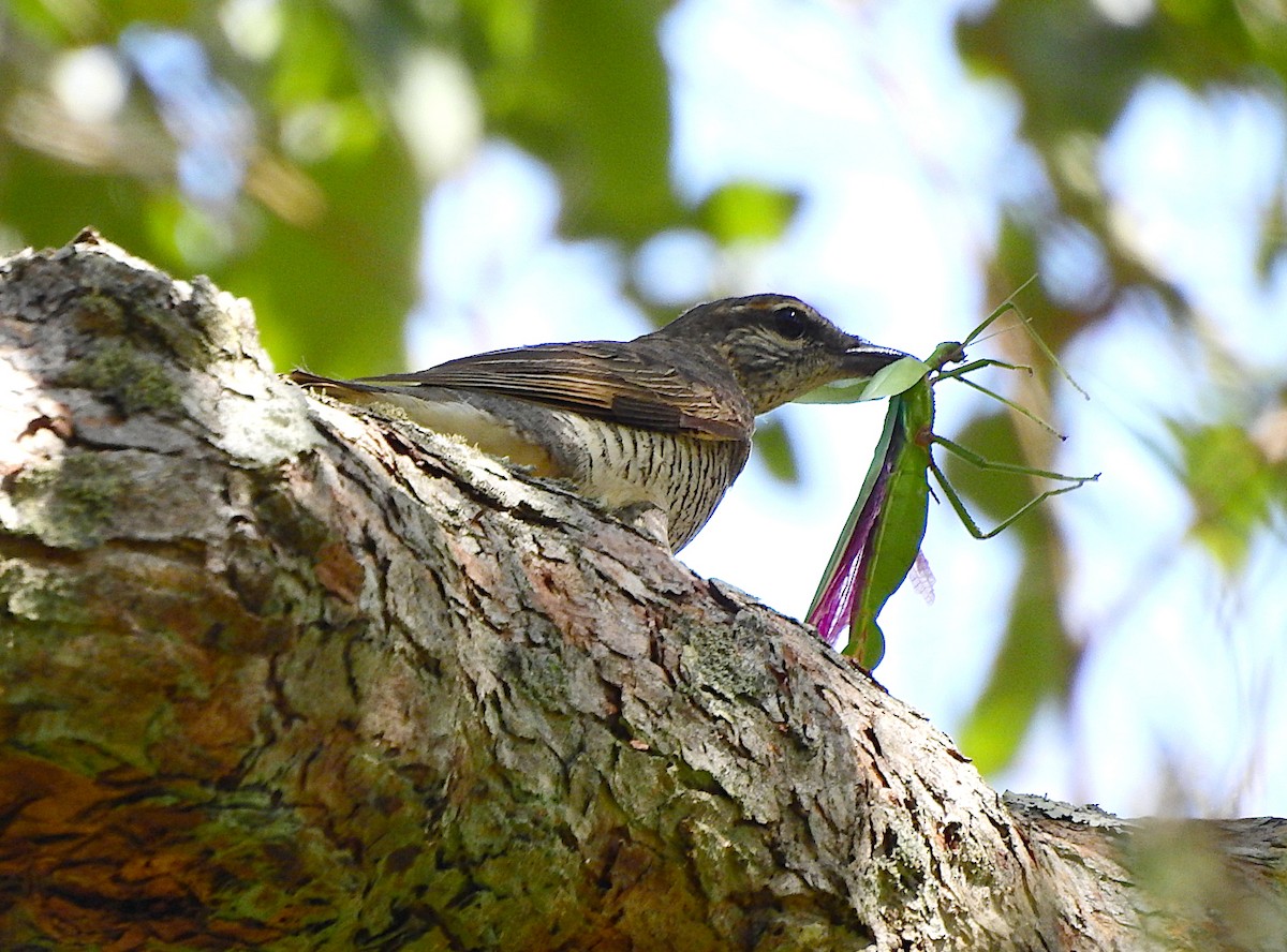 Sahul Cicadabird - ML652681554