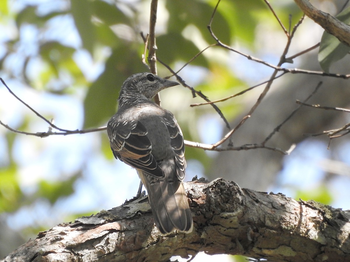 Sahul Cicadabird - ML652681555