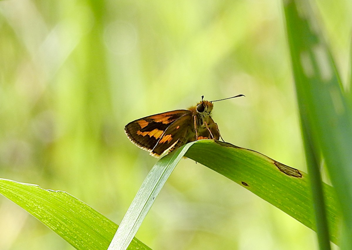 swamp darter - ML652681603