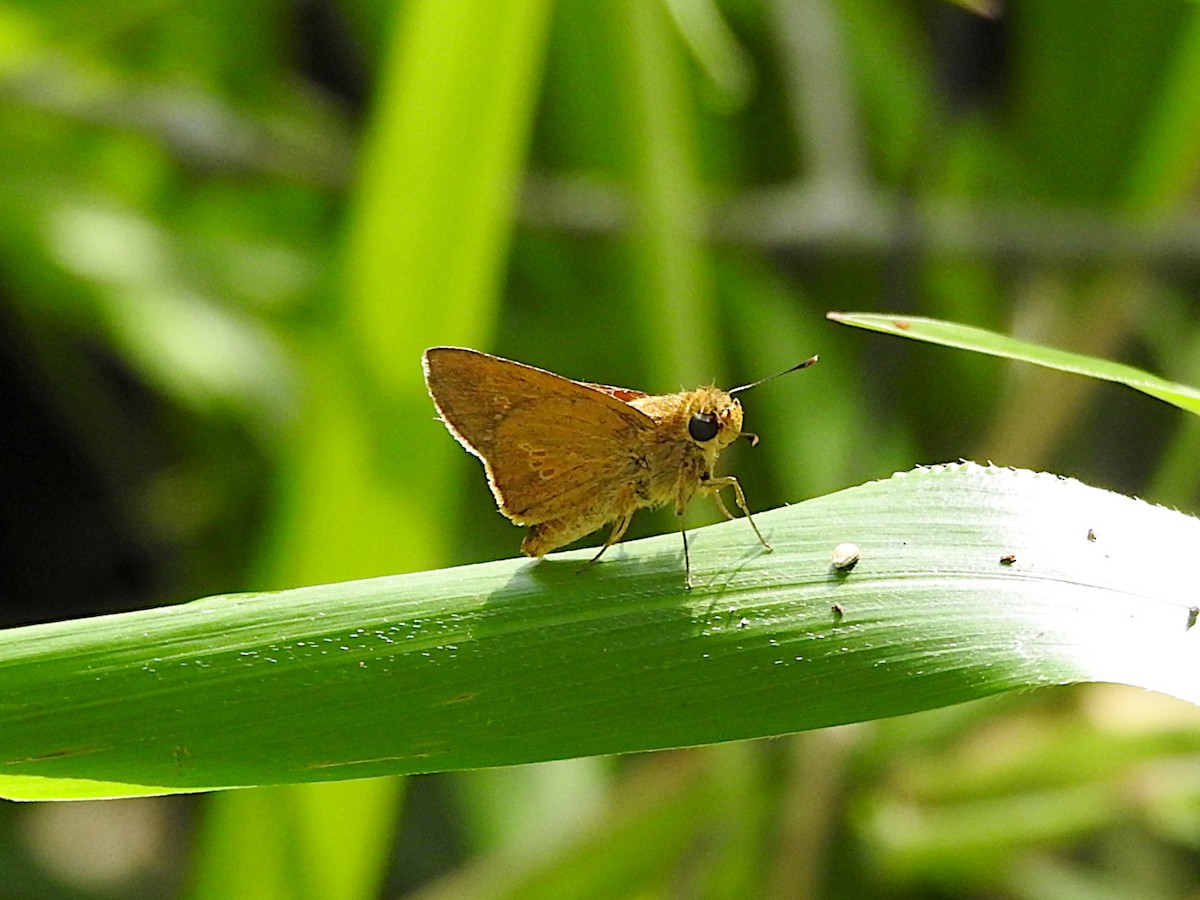 Hyaline Swift - ML652681632