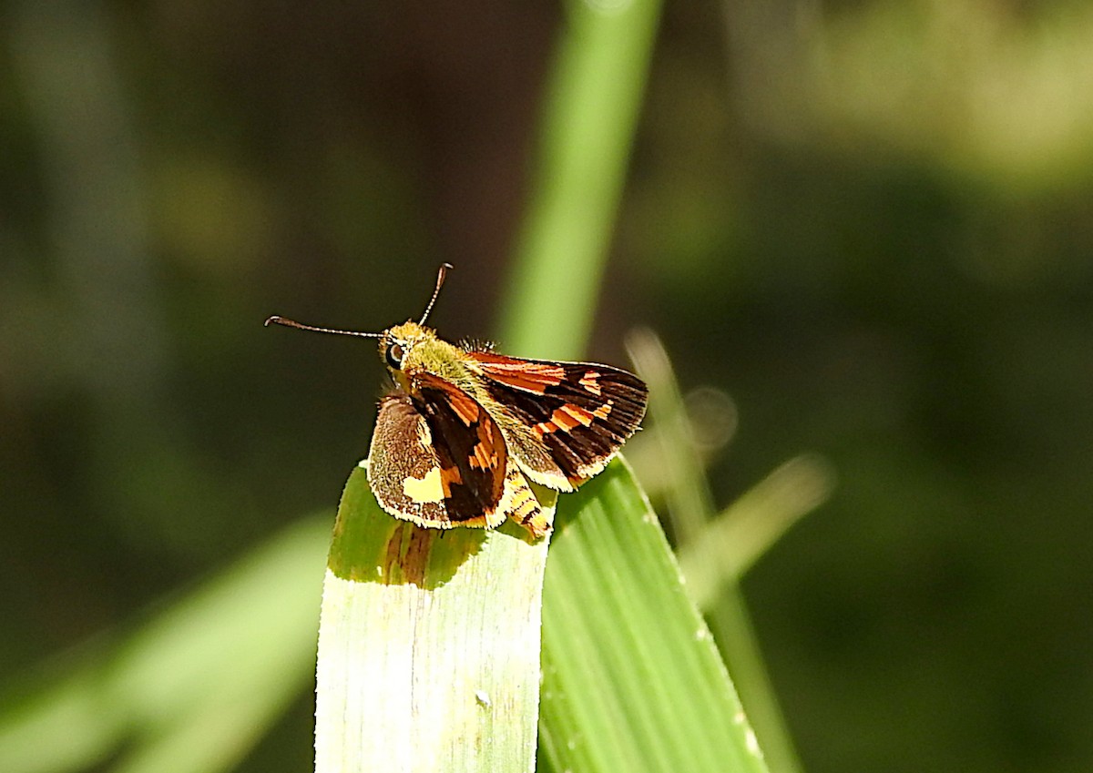 Dark Orange Dart - ML652681667