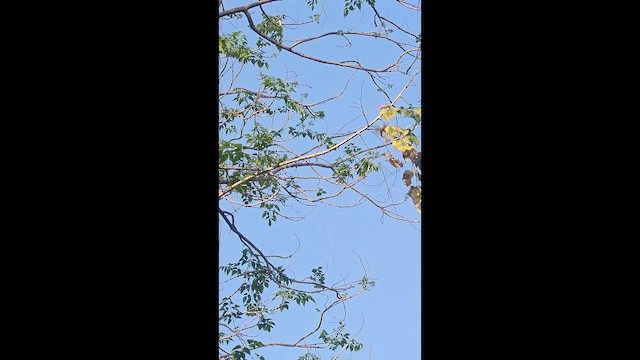 House Sparrow - ML652682800