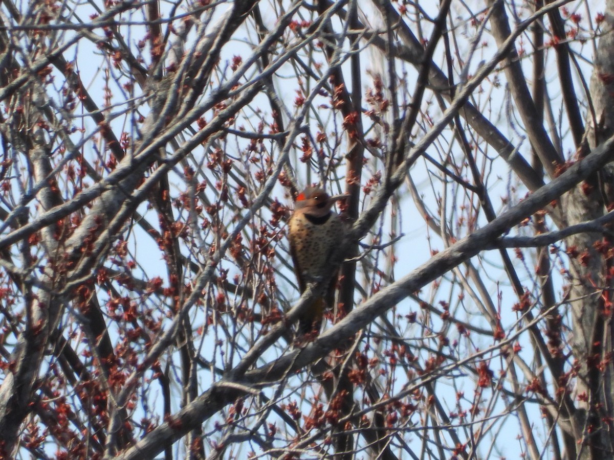 Northern Flicker - ML652682870